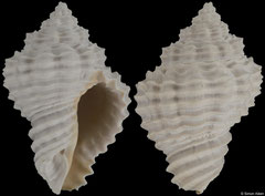 Solenosteira vaughani (Sarasota, Florida, USA, 21,4mm) Piacenzian fossil