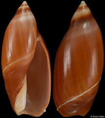 Ancilla cinnamomea (India, 37,8mm)