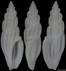 Mangeliidae sp. (Philippines, 8,3mm)