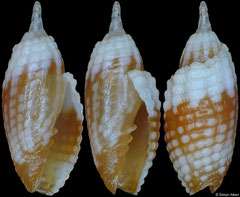 Condylomitra tuberosa  (Philippines, 6,7mm)