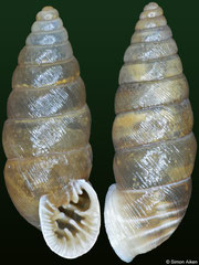 Abida polyodon (Spain, 8,9mm, 9,9mm) F+++ €4.50 (specimens for sale are 8-9mm and are of the same quality as the specimens illustrated)