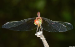 Wandering percher (Diplacodes bipunctata) male, Broome, Western Australia