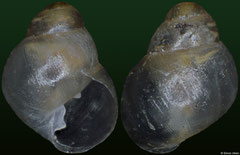 Elasmias apertum (Gambier Islands, 2,6mm)