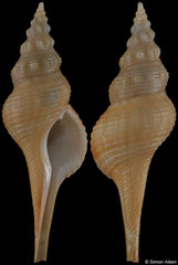 Afer pseudofusinus (Senegal, 59,9mm)