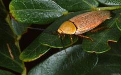 Bush cockroach (Ellipsidion humerale), Broome, Western Australia