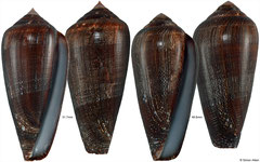 Conus pennaceus form 'elisae' (Mozambique, 51,7mm, 49.6mm)
