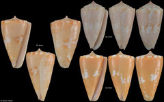 Conus magellanicus (Guadeloupe)