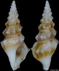 Clavus angulatus (Philippines, 14,8mm)