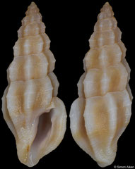 Pseudorhaphitoma drivasi (South Africa, 8,1mm)