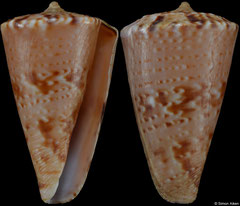 Conus visagenus (South Africa, 24,7mm)