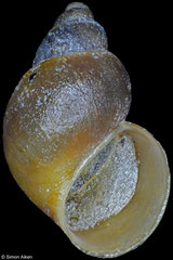 Laevilittorina caliginosa (Wiencke Island, Antarctica, 4,8mm)