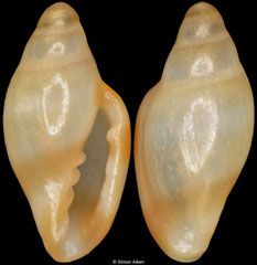 Dentimargo dentata (South Africa, 3,9mm)