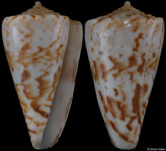 Conus transkeiensis (South Africa, 33,9mm)