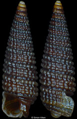 Triphora alternata (Pacific Mexico, 4,0mm) F+++ €3.00 (specimens for sale are 4-5mm and are of the same quality as the specimen illustrated)