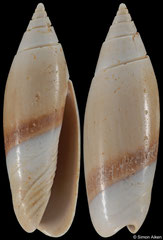 Olivella clavula (Lower Miocene, France, 16,0mm) €4.00