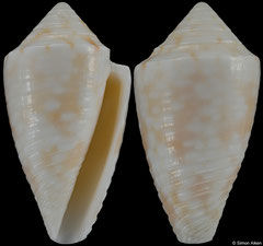 Conus carvalhoi (Caribbean Colombia, 19,2mm) €75.00
