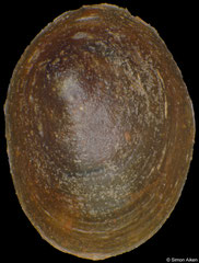 Burnupia nana (South Africa, 3,7mm)