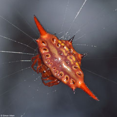 Red thorn spider (Gasteracantha versicolor formosa), Andasibe, Madagascar