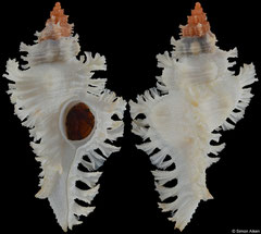 Chicoreus fosterorum (South Africa, 51,8mm)