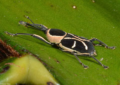 Weevil (Curculionidae sp.), Sahafina, Madagascar