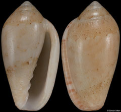 Marginella parkrynieensis (South Africa, 12,4mm) F++ €19.00 (specimens for sale are 12-13mm and are of the same quality as the specimen illustrated)