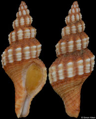 Aptyxis syracusana (Spain, 28,1mm)