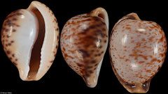 Cypraea algoensis form 'sanfrancisca' (South Africa, 19,2mm)
