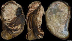 Etheria elliptica (Lake Victoria, Uganda, 72,4mm)