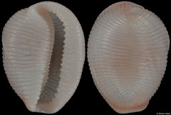 Trivellona suavis (South Africa, 11,2mm)