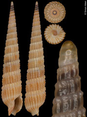 Punctoterebra aubryi (Philippines, 21,7mm)
