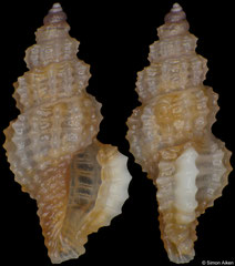 Raphitomidae sp. (Philippines, 4,7mm)