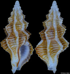 Etrema capillata (Philippines, 8,6mm)