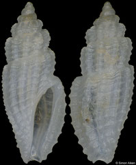 Heterocithara sp. 3 (Philippines, 4,7mm) F+++ €4.00 (specimens for sale are 3-4mm and are of the same quality as the specimen illustrated)