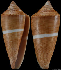 Conus furvus (Philippines, 44,7mm)