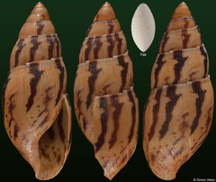 Varicella burringtonbakeri (Dominican Republic, 29,3mm)