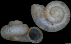Pontohoratia pichkhaiai (Georgia, 1,3mm) (paratype)