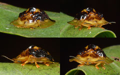 Tortoise beetle (Chrysomelidae sp.), Bokor Mountain, Cambodia