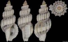 Hemilienardia sp. (Philippines, 4,3mm)