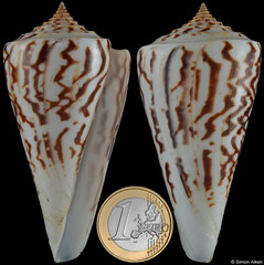 Conus emarginatus (Pacific Panama, 78,8mm) F+/F++ €19.00