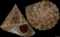 Calliostoma nepheloide (Pacific Panama, 21,6mm)