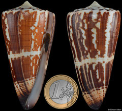 Conus maldivus (Madagascar, 74,4mm)