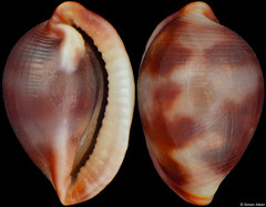 Testudovolva nipponensis (Philippines, 6,4mm)