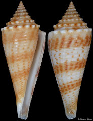 Conus comatosa (Philippines, 36,8mm)