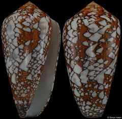 Conus behelokensis (Madagascar, 58,7mm)
