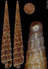 Terebra philpoppei (Philippines, 33,5mm) F+/F++ €9.00