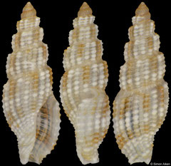 Kermia cf. producta (Philippines, 4,8mm) F+++ €7.00 (specimens for sale are 4.2-4.9mm and are of the same quality as the specimens illustrated)
