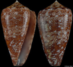 Conus natalis (South Africa, 40,5mm)