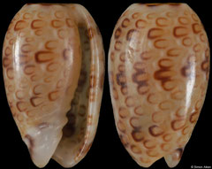 Persicula phrygia (Pacific Mexico, 6,0mm)