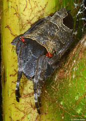 Double-tailed tent spider (Cyrtophora cf. exanthematica), Balut Island, Philippines