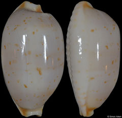 Cypraea brevidentata (Western Australia, 23,3mm) (form)